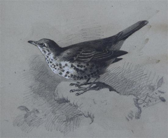 Archibald Thorburn (1860-1935) Song Thrush 6.5 x 8in.